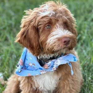 Meet your Posher, Posh